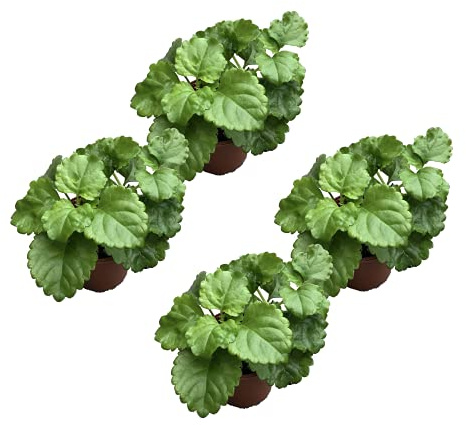 Planta del Dinero Pack de 4 Unidades de Plectranthus Verticillatus