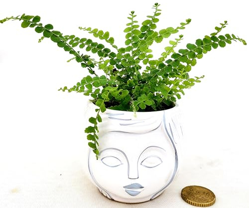 POWERS TO FLOWERS - FELCE MINI IN VASO CERAMICA SIGNORINA, IDEALE PER SCRIVANIA, piante vere