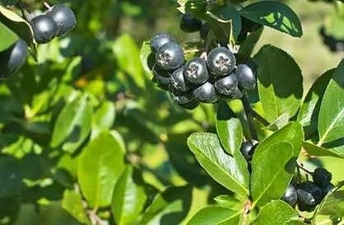 Apfelbeere Aronia melanocarpa Black Chokeberry 20 Samen