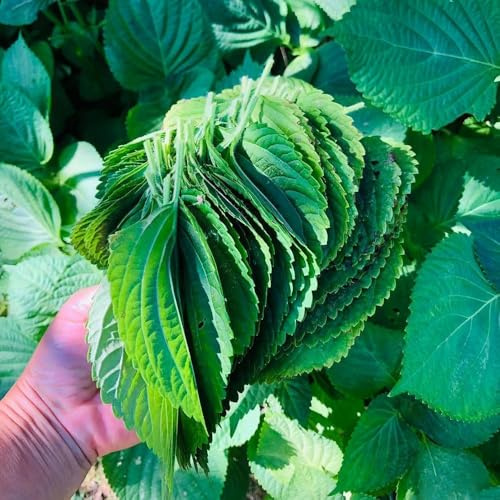 semi di shiso decorazione verde culinaria del balcone resistente all'inverno per balconi giardino 300pcs