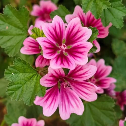 semi di malva biologici di interni giardino sostenibile pascolo bonsái ombra decorazione balconi 100pcs