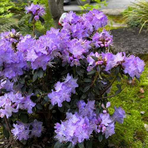 semi di rododendro, decorazione da balcone azalea da resistenti primaverili, per il giardino, 45pcs