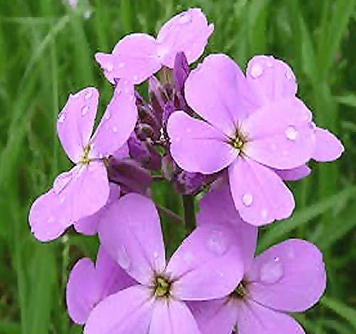 MySeeds.Co Big Pack - Dame's Rocket Seed (40,000 Seeds) - Hesperis matronalis aka Queen's Gilliflower - Edible Flower Seeds (Big Pack - Dame's Rocket)