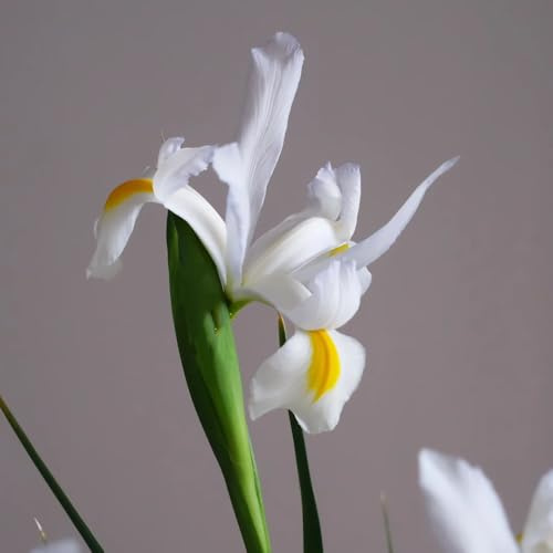 Bulbos de iris, resistentes para balcones. comprar bulbos de regalos de jardin del balcon 4pcs
