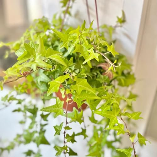 semillas de hiedra, orgánicas de exterior invernaderos balcón Variedades antiguas y resistentes Decoraciones jardín exteriores tapizantes en, 100pcs