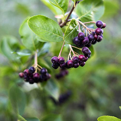 Aronialand Aronia Strauch Sorte Nero | Premium Qualität, 60-80 cm, wurzelnackt mit Dünger