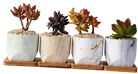 BESPORTBLE Mini-Blumentöpfe 1 Satz 4St Topf für Pflanzen im Innenbereich Glasbehälter für Terrarien babyshowergeschenk House Decoration fleischiger Blumentopf kreativer Blumentopf Haushalt