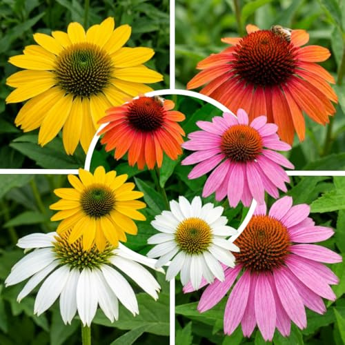 FLORIUM Echinacea Pflanzen Kollektion (10 Pflanzen), Mix aus 5 Sorten, 2 von jeder Farbe, winterhart und mehrjährig