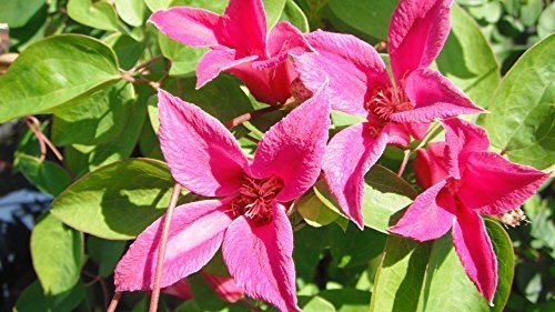 Clematis texensis 'Princess Diana' 40-60 cm – Winterhart, Mehrjährig, Pflegeleicht – Texas-Waldrebe – Kletterpflanze für Pergola & Rankhilfe