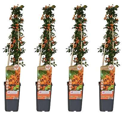 My Green Help – Set 4× Pyracantha ‘Soleil d’Or’ – Ø15 cm, 65 cm – Arbusti Sempreverdi Ideali per Siepi, Bordure e Colore Autunnale-Invernale