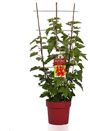 Hof:Obst 'Trio' Johannisbeere , drei Johannisbeersträucher am Spalier , winterhart , mehrjährig , Pflanze für Garten, Terrasse, Balkon oder Kübel