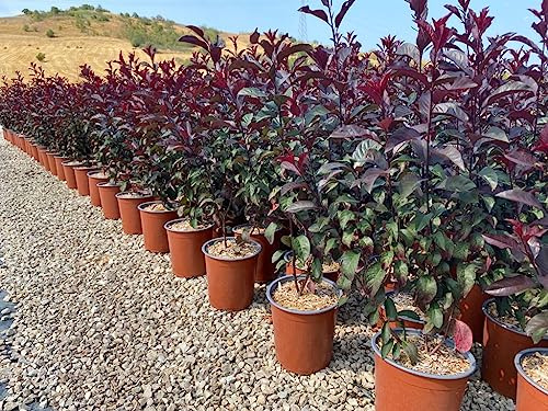 Prunus x Cistena Vaso 19