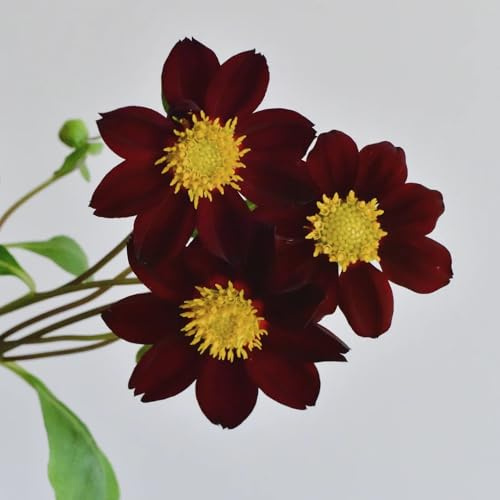 tuberi di dalia tappezzanti giardino resistenti, decorazioni esterni 3pcs