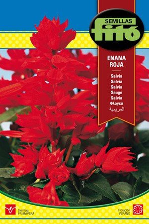 Semilla Salvia enana roja - Semillas Fitó