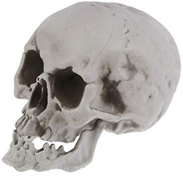 Sewroro 1 Stück Lebensgröße Skelett Schädel Menschlicher Schädel Modell Kunststoff Menschlichen Kopf Skelett Figuren Skulptur Realistische Menschliche Kopf Knochen für Halloween
