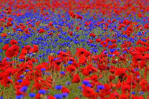 50m² Mohn & Kornblumen Samen Mix. Blumenwiese, Bienenweide, Blumenmeer in Rot Blau.