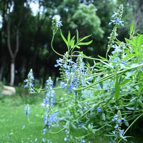 Semi di Salvia - semi di aromatiche Salvia japonica - selvatiche da giardino roccioso resistenti 250pcs