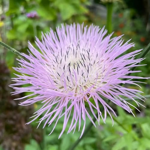 Semi di fiordaliso, resistenti per il giardino Centaurea cyanus, da giardino selvatici 200pcs