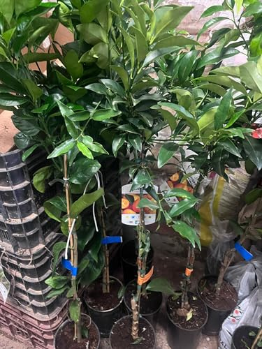 Kumquat Fortunella Margarita, Árbol Frutal Cítrico, Planta Viva en Maceta
