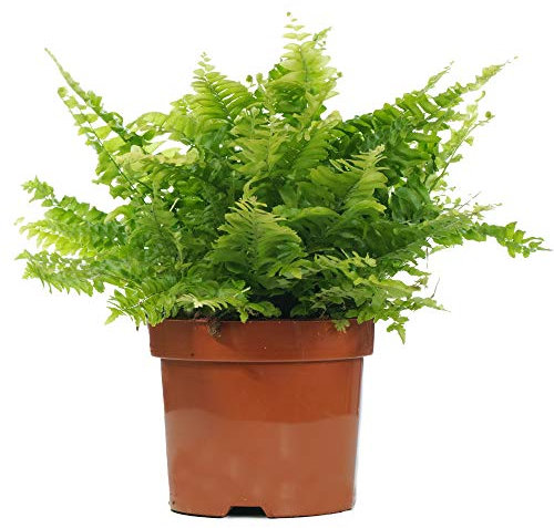 Nephrolepis Boston Fern - Sword Fern - Indoor Houseplant for Home or Office - Potted Ferns, Ideal Air Purifying Plant for Small and Large Spaces - Bright Green Foliage Leaves (30-40cm Incl. Pot)