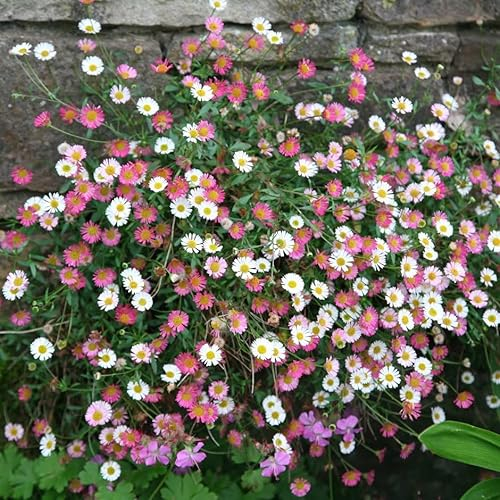 Plant Theory Mexican Fleabane Perennials Flowering Plants Erigeron Karvinskianus 2L Pot