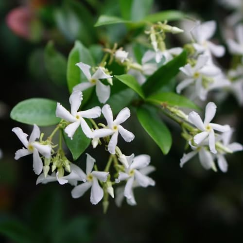 sternjasminpflanzen jasminpflanze 20-30cm 1pflanze - gewächshaus balkon Einfach zu Pflegen