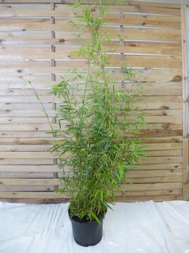 [Palmenlager] Fargesia robusta Campbell 150 cm - Zebrabambus - winterhart - kiene Wurzelausläufer