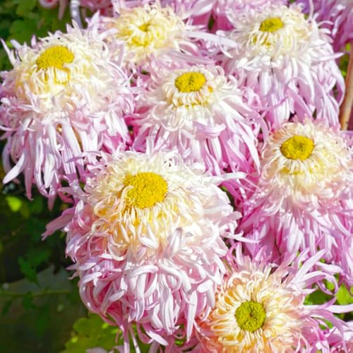 semi di crisantemo resistenti - perenni da giardino biologici rialzate decorativi tappezzanti 1500pcs
