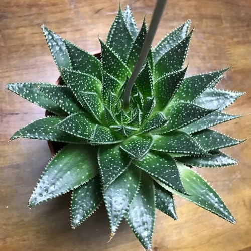 300 piezas Semillas organicas de planta de aloe vera - Regalo de jardín, semillas de plantas exóticas. semillas de bonsai, plantas reales semillas de cactus, decoración de flores