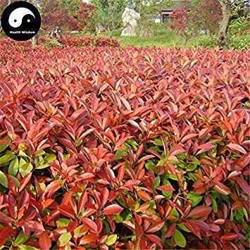 Acquista Photinia Serrulata Albero semi 200pcs Robin Flora Rosso per Heather Shi Nan