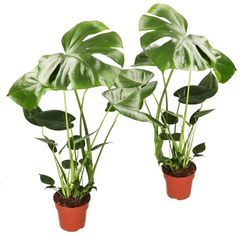 Monstera Deliciosa 2er-Set, 55-70cm, ø 12-15cm Topf, Pflanzen-Set für Wohnung und Büro, Qualität vom Pflanzen Profi, Schneller Pflanzenversand, Ideale Raumbegrünung