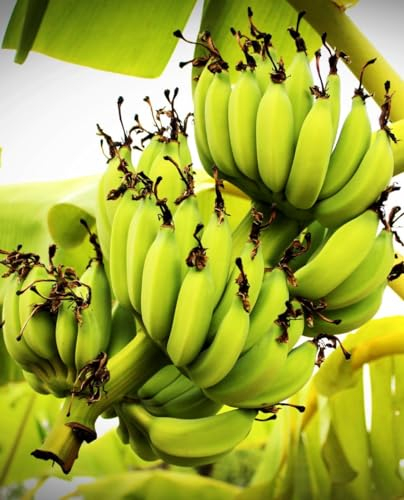 Pianta di BANANO WILD ‘Musa Balbisiana’ Resistente al freddo - in vaso Ø 18 cm - H. 70/80 cm