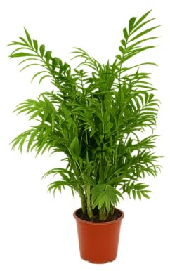 Bergpalme ca. 60 cm – Chamaedorea Elegans Zimmerpflanze für Innenräume, Luftreinigend, Pflegeleicht, Ideal für Wohnzimmer & Büros