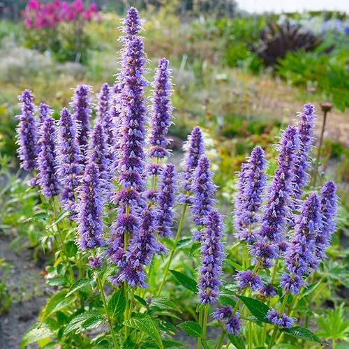 Duftnessel (Agastache) 'Blue Fortune' | 1 Stück | 11x11cm Zuchttopf | duftend | Blau | 100% Blütegarantie | QFB Gardening