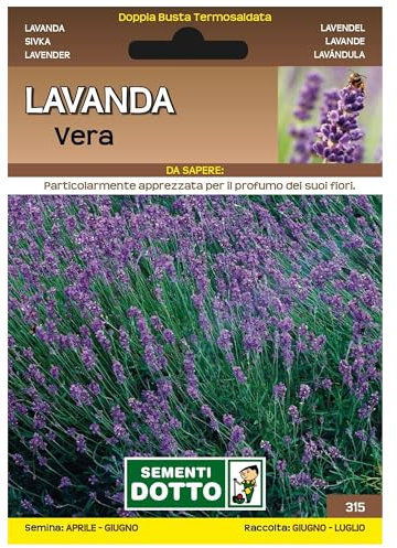Sicignano | Semi Lavanda Vera - Pianta Perenne con Fiori Violacei, Busta Extra - 4 Confezioni da 0.6g, Raccolta Estate