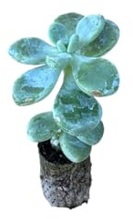 10 piezas de Suculentas Compatible with Amoena - Echeveria Hybrida EN MACETA 10