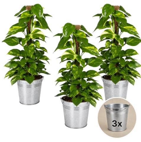 Efeutute am Moosstab + 3x Zinktopf | 3er-Set | Epipremnum Aureum | ca. 50-60 cm | ø 12-15 cm Topf | Pflegeleichte Zimmerpflanzen für Wohnung und Büro | Qualität vom Pflanzen Profi