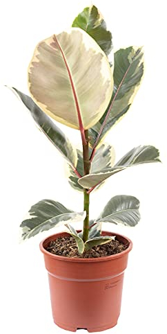 Albero di gomma, facile da pulire, Ficus elastico 'Tineke', altezza ca. 50 cm, diametro vaso 17 cm