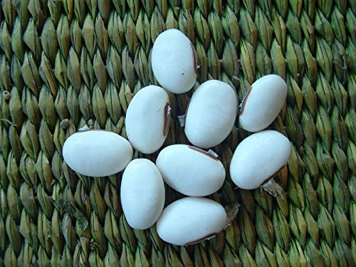 Portal Cool 10 Graines De Pois Saber (Canavalia ensiformis) Fagioli Gigante Bianco Spada