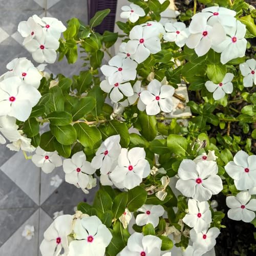 Immergrüne - seltene Catharanthus roseus, blumensamen zimmerpflanzen garten 550Samen