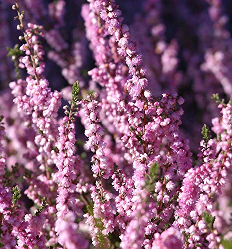 10x Besenheide Peter Sparkes - Calluna vulgaris