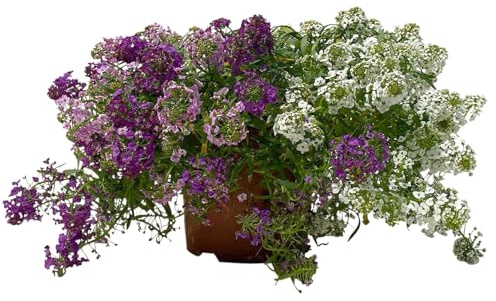 Lobularia 'Trio', lavendel-lila-weiß, Topf-Ø 12 cm, 6 Pflanzen