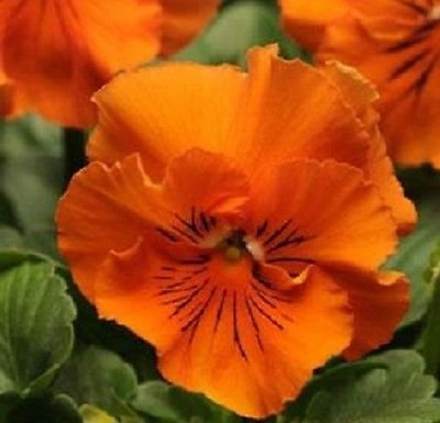 50 semi di Viola del pensiero semi Frizzle Sizzle Arancione