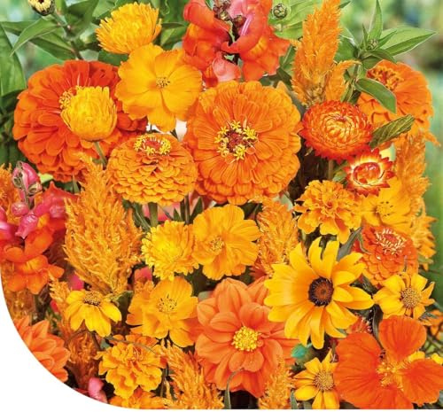 MRS Fleurs d'été et graines de fleurs : mélange de tons orange - 50 g pour 25 m² - 22 variétés de fleurs différentes - Attractif pour les insectes pollinisateurs