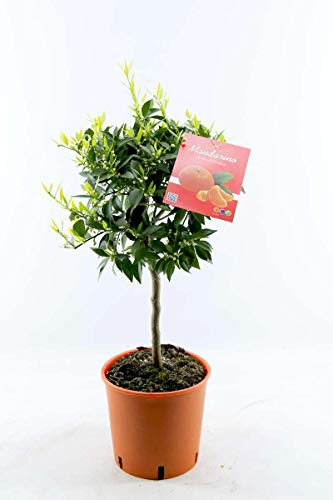 Mandarinenbäumchen 80–100 cm – Citrus reticulata – Winterharte Mandarinenpflanze im Topf – Duftpflanze & Zierpflanze für Balkon, Terrasse & Garten – Essbare Früchte