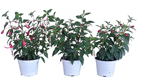 Fuchsia - Plantas Vivas - Pack de 3 Unidades de Plantas de Fucsia - Fucsia Flor Natural