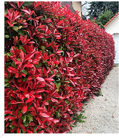 BALDUR Garten immergrün Photinia-Hecke 'Red Robin', 5 Pflanze Glanzmispel winterhart, blühend, Photinia fraseri 'Red Robin', Photinia fraseri, schnellwachsend