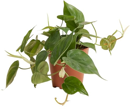 Bloomique - Philodendron Scandens - Plante retombante - Convient également comme plante grimpante - Plante d'intérieur - Purificateur d'air - Facile d'entretien - 15-20 cm de haut - Pot 12 cm