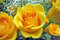50 Semillas de Rosa Amarilla (Yellow Rose Seeds)