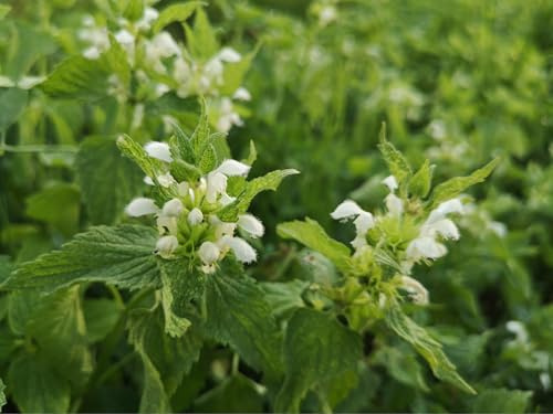 Brennnessel Samen aus Deutschland, mehjährige & winterharte Brennessel (lat. Urtica dioica), samenfeste Brennnesselsamen für Garten, Topf oder Balkon (20.000 Samen)